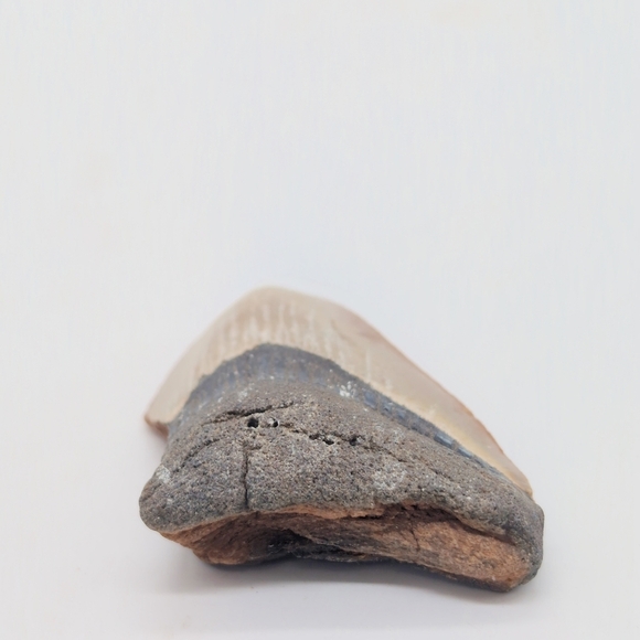 Real Otodus Megalodon Fossilized Shark Tooth 3 In Beautiful Colors - Picture 6 of 11